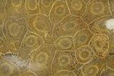 Polished Fossil Coral (Actinocyathus) Dish - Morocco #289004-2